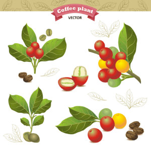 coffee plant vector